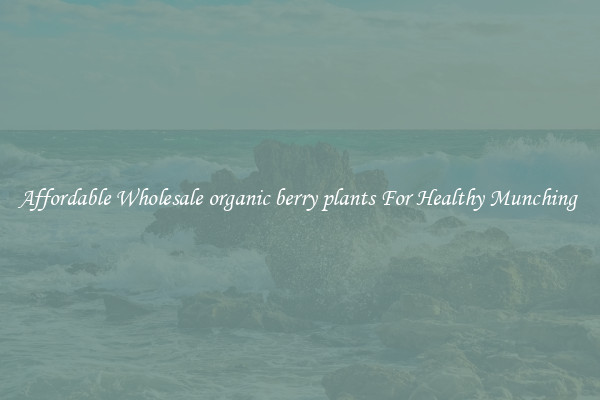 Affordable Wholesale organic berry plants For Healthy Munching 